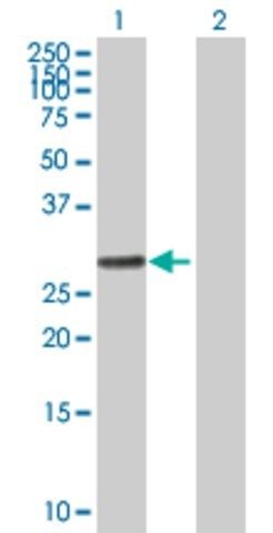 Anti-RALGPS1 antibody produced in mouse