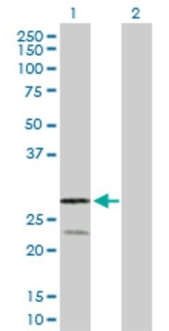 Anti-RAGE antibody produced in rabbit