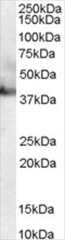 Anti-RAE1 antibody produced in goat