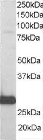 Anti-RANBP1 antibody produced in goat