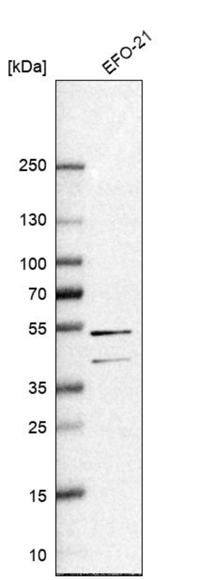 Anti-RAI2 antibody produced in rabbit