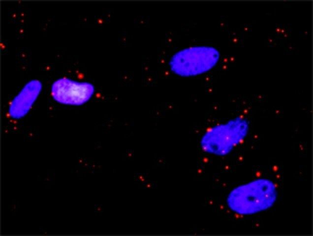 Anti-RALBP1 antibody produced in rabbit