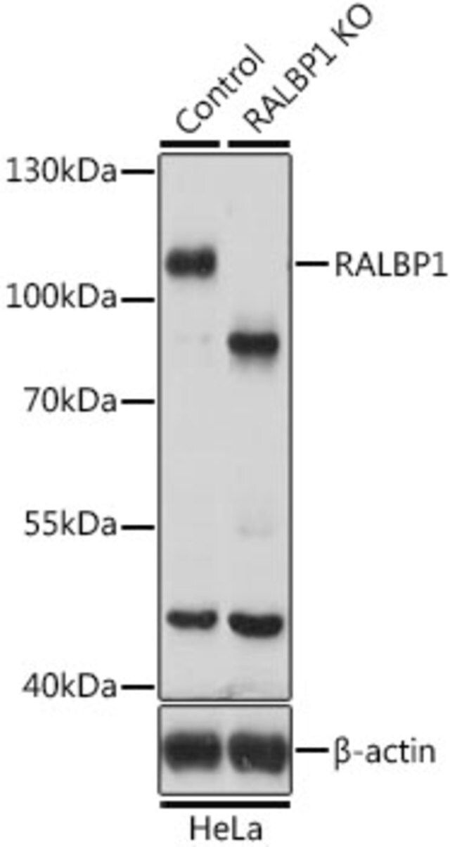 Anti-RALBP1 antibody produced in rabbit