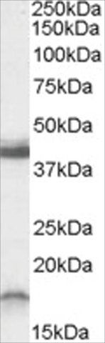 Anti-RAMP1 (C-Term) antibody produced in goat