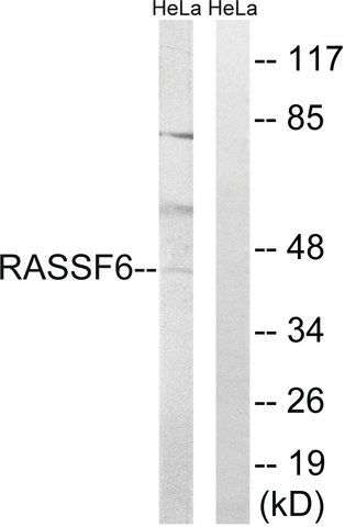 Anti-RASSF6 antibody produced in rabbit