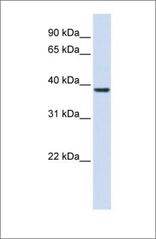 Anti-RASSF7 antibody produced in rabbit