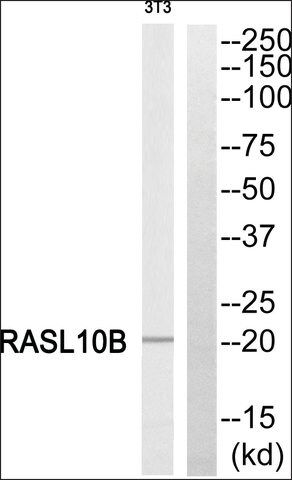 Anti-RASL10B antibody produced in rabbit