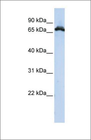 Anti-RAVER1 antibody produced in rabbit