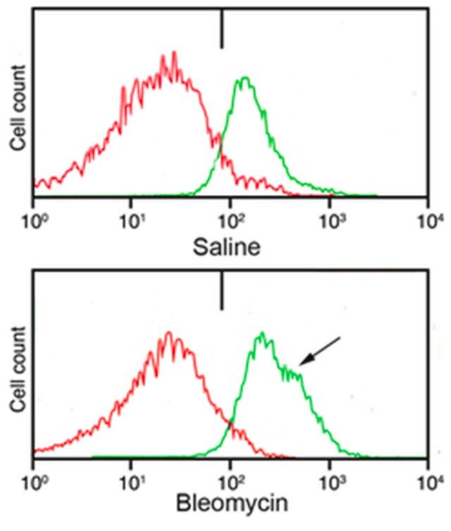 Anti-Pro-Collagen Type I, A1/COL1A1