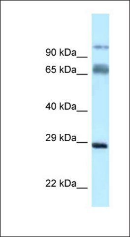 Anti-PRRT1 antibody produced in rabbit