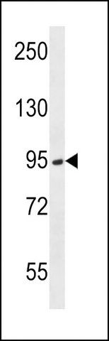 ANTI-PRSS7 (C-TERM E979) antibody produced in rabbit