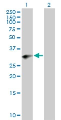 Anti-PRRX2 antibody produced in mouse