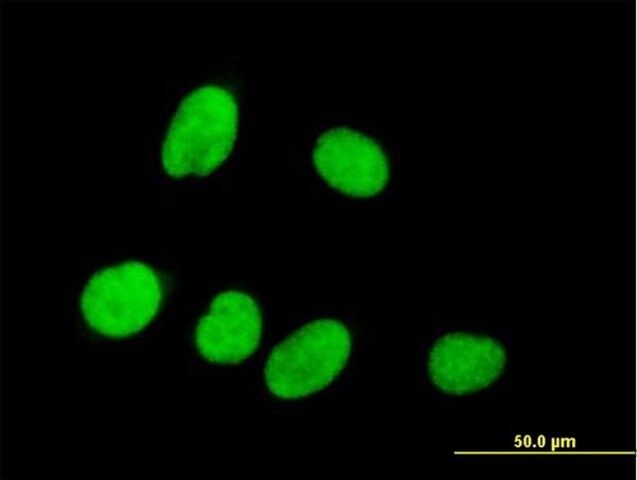 Anti-P15RS antibody produced in mouse