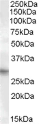 Anti-PRRX1 antibody produced in goat