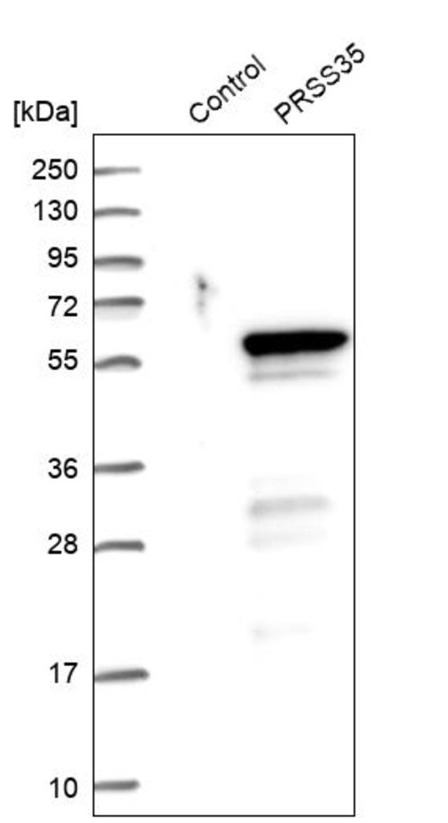 Anti-PRSS35 antibody produced in rabbit