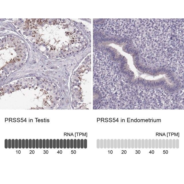 Anti-PRSS54 antibody produced in rabbit