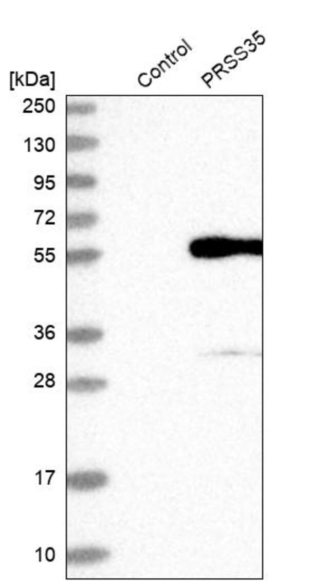 Anti-PRSS35 antibody produced in rabbit