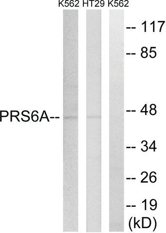 Anti-PRS6A antibody produced in rabbit