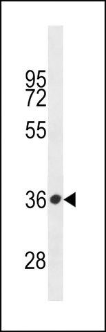 ANTI-PRSSL1 (C-TERM) antibody produced in rabbit