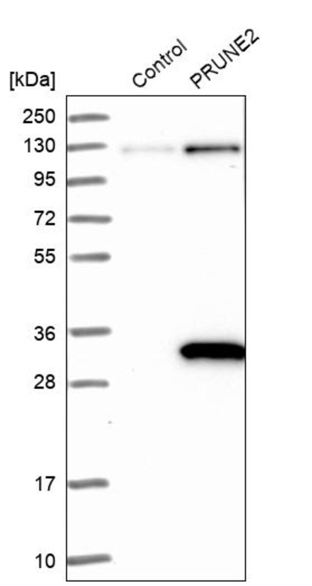 Anti-PRUNE2 antibody produced in rabbit