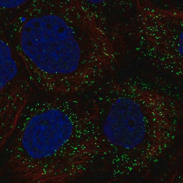 Anti-PPP1R11 antibody produced in rabbit