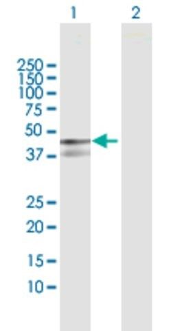 Anti-PPP1R12B antibody produced in rabbit