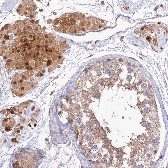 Anti-PPP1R12C antibody produced in rabbit