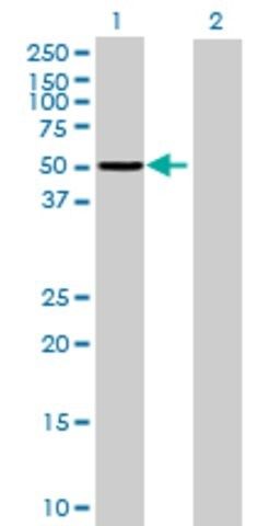 Anti-PPP1R12B antibody produced in mouse