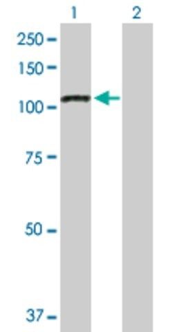 Anti-PPP1R13L antibody produced in rabbit