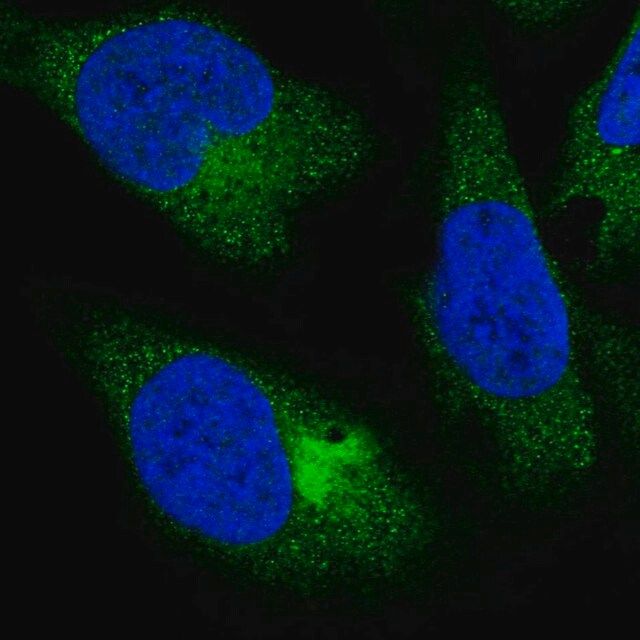 Anti-PPP4R4 antibody produced in rabbit