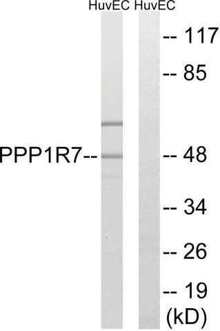 Anti-PPP1R7 antibody produced in rabbit