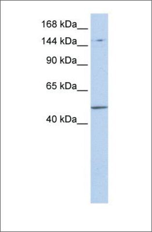 Anti-PRDM15 (ab2) antibody produced in rabbit