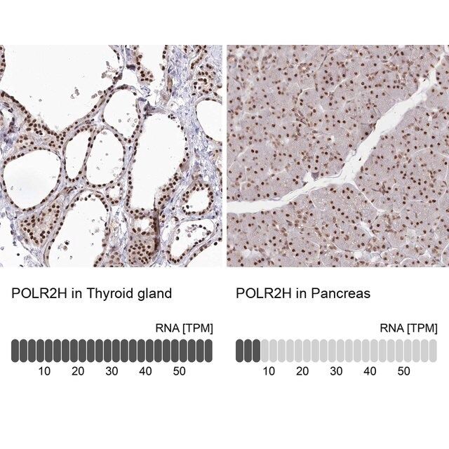 Anti-POLR2H antibody produced in rabbit