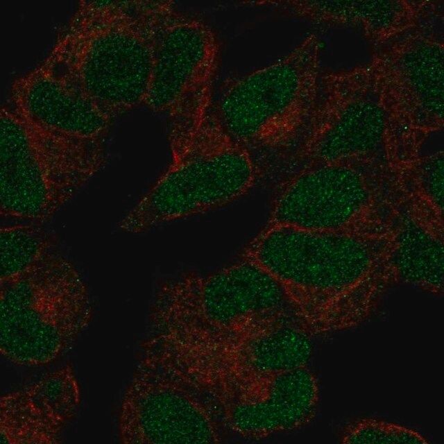 Anti-POLR3D antibody produced in rabbit