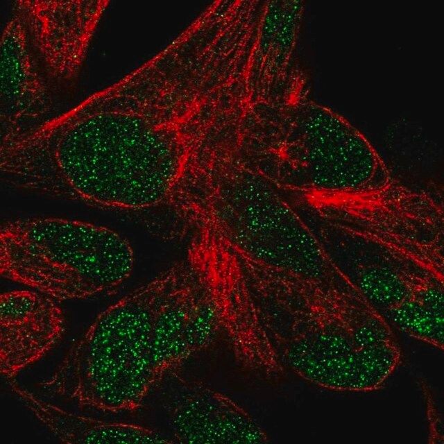 Anti-POLR3F antibody produced in rabbit