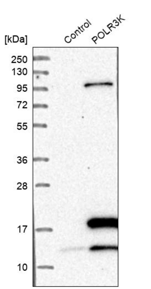 Anti-POLR3K antibody produced in rabbit