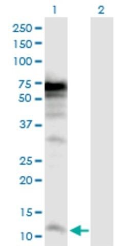 Anti-POLR3K antibody produced in rabbit