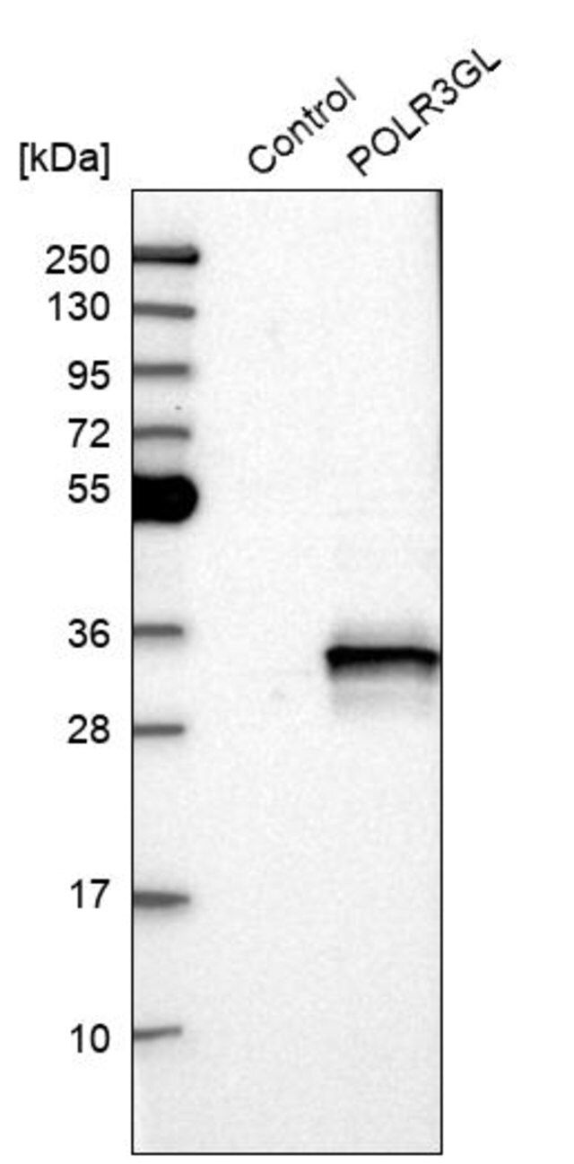 Anti-POLR3GL antibody produced in rabbit