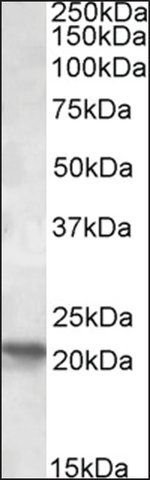 Anti-POLR2G antibody produced in goat