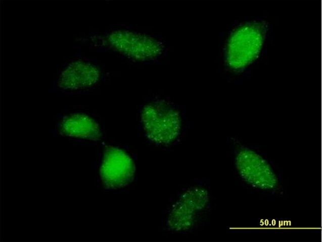 Anti-POLR3F antibody produced in mouse