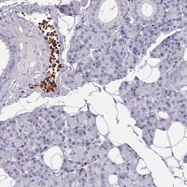 Anti-POLR2J antibody produced in rabbit