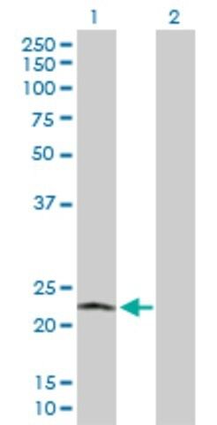 Anti-POLR2L antibody produced in rabbit