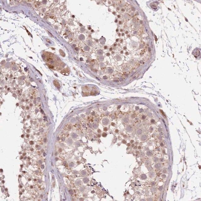 Anti-POLR3F antibody produced in rabbit