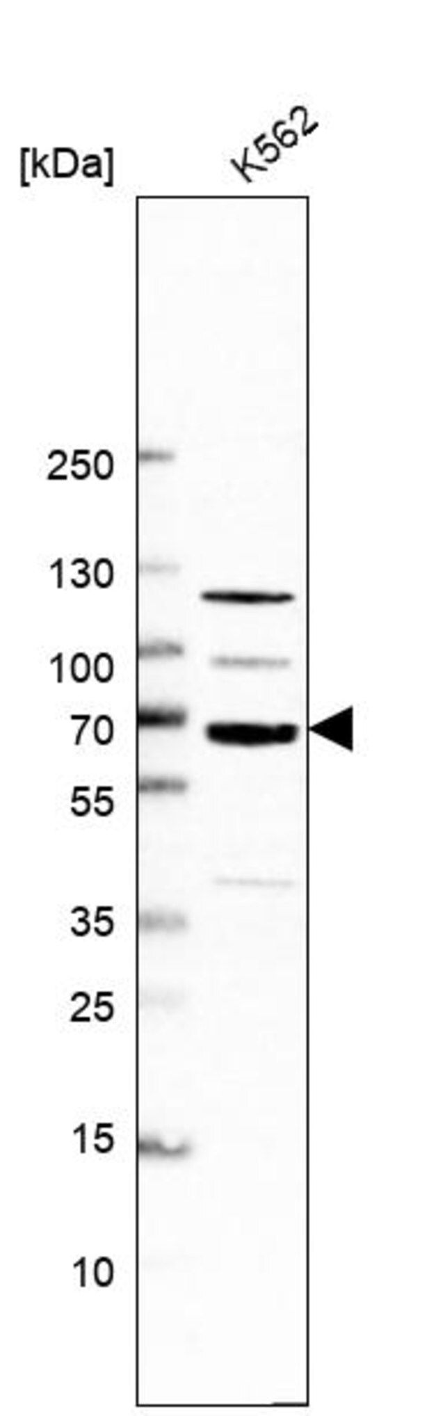 Anti-POLR3E antibody produced in rabbit