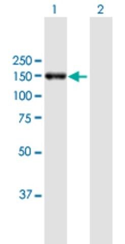 Anti-POLRMT antibody produced in mouse