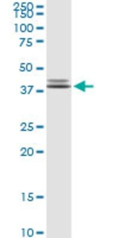 Anti-POLR3F antibody produced in rabbit