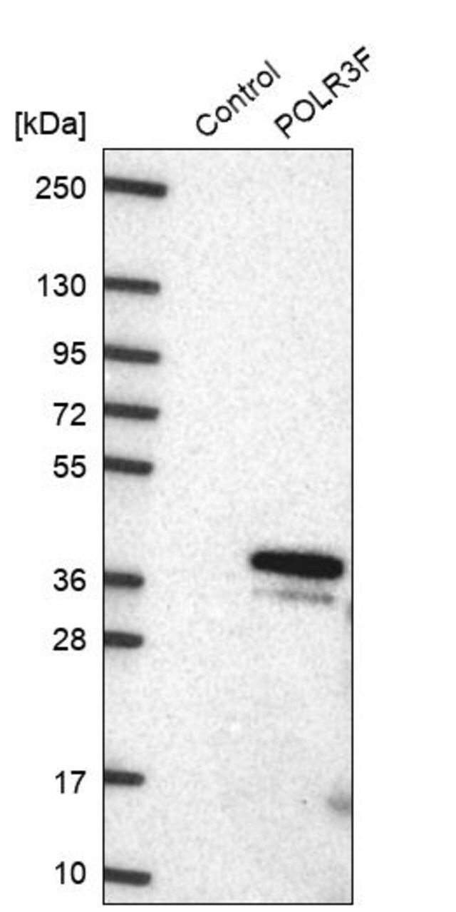 Anti-POLR3F antibody produced in rabbit