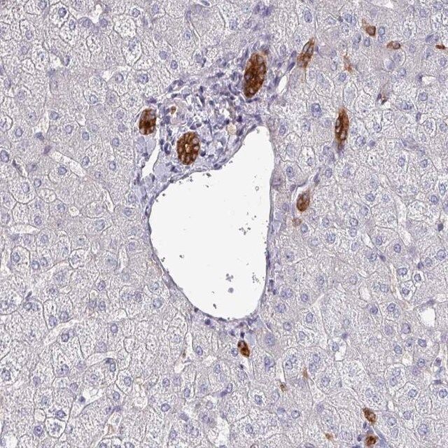 Anti-POLR2J antibody produced in rabbit