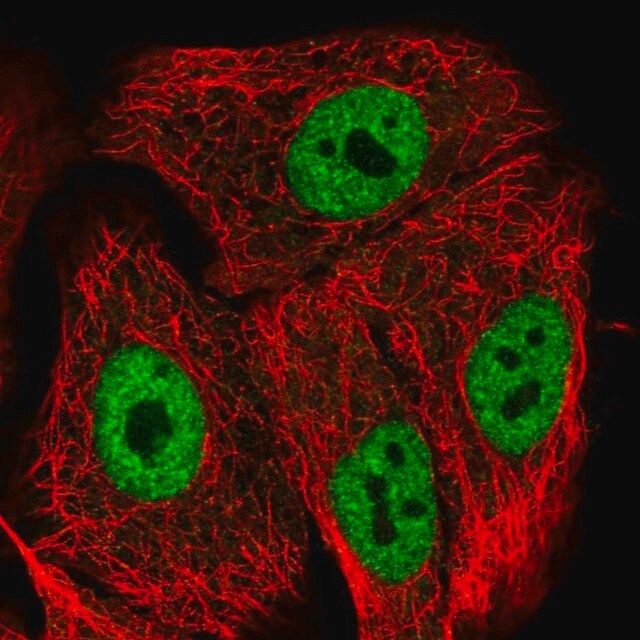 Anti-POLR2M antibody produced in rabbit