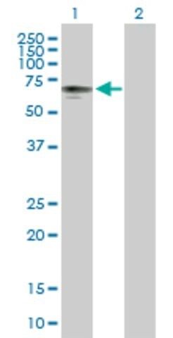 Anti-P4HTM antibody produced in mouse